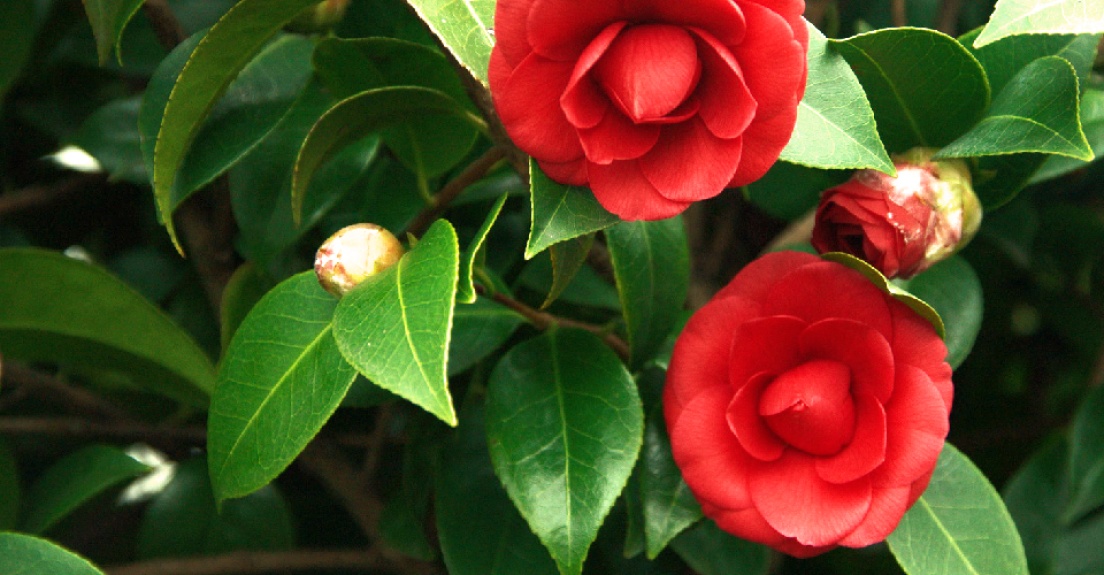 Kamelien, erste Bl&uuml;hgeh&ouml;lze in unserem Cabrio-Gew&auml;chshaus, Hornveilchen, Bellis, Primeln, Narzissen, Tulpen