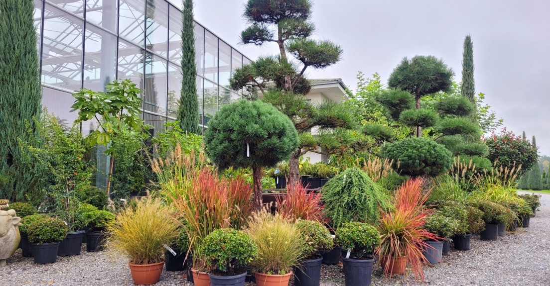 Miscanthus, Pennisetum, Chinaschilf, Rote Gräser, Cortaderia