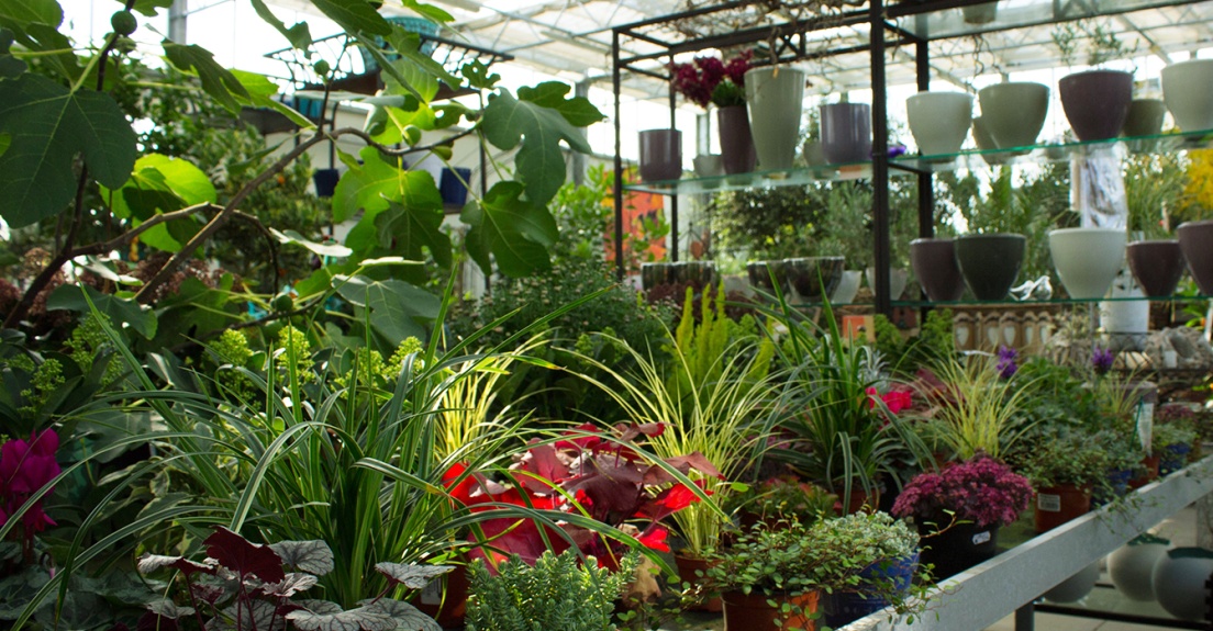 Gr&auml;ser, Skimmia, Hebe, Pflanzgef&auml;&szlig;e, gr&uuml;n, taupe, M&uuml;hlenbeckia, Heuchera, Feige, Carex